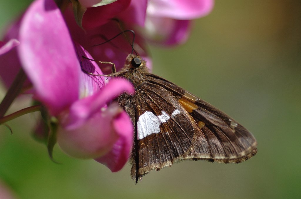 161 2011-07153027 Princeton, MA.JPG - Silver-spotted Skipper Butterfly (Epargyreus clarus). Elisabeth's garden, Princeton, MA, 7-15-2011